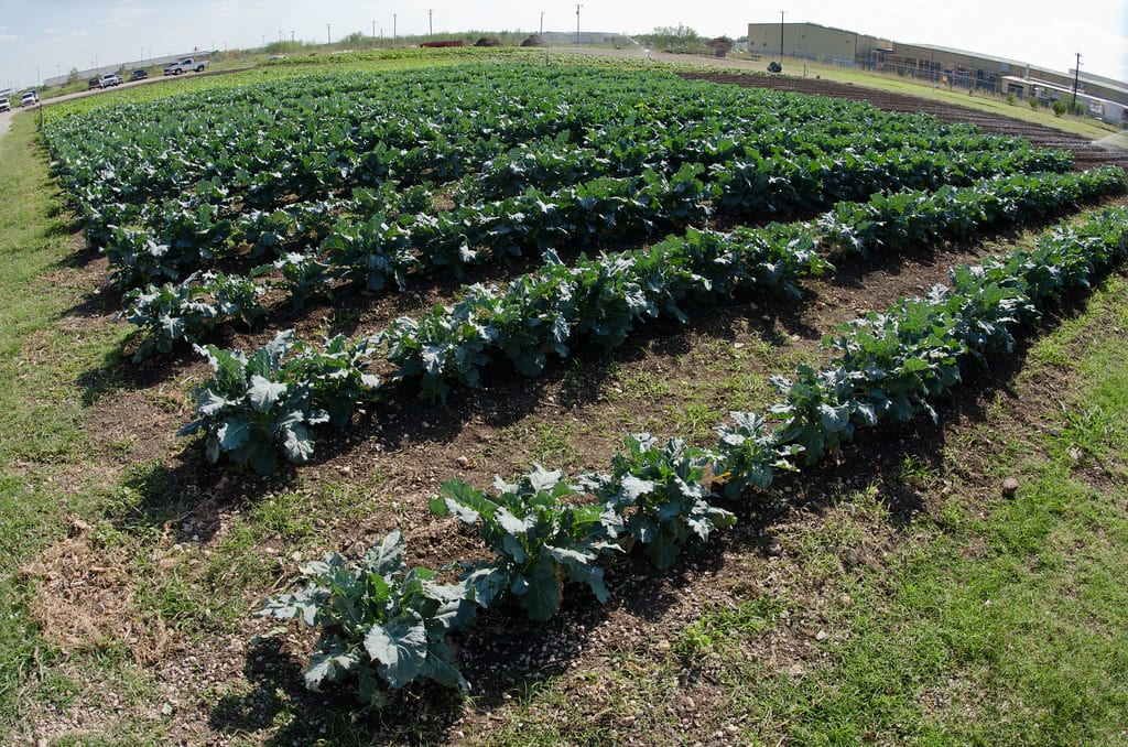 畝に並ぶ野菜畑|みどりの食料システム戦略・有機農業のイメージ