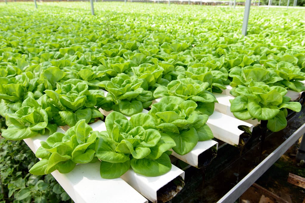 水耕栽培のレタス畑｜野菜農家になるためのイメージ