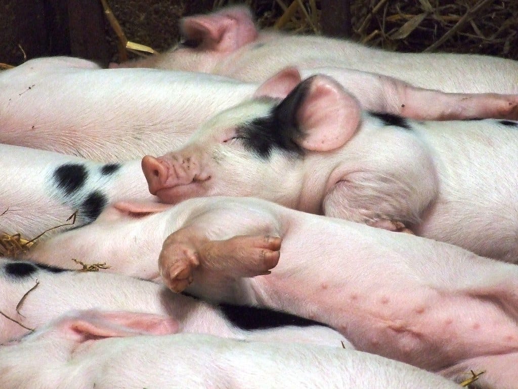 豚舎で眠る子豚たち｜養豚の経営のイメージ